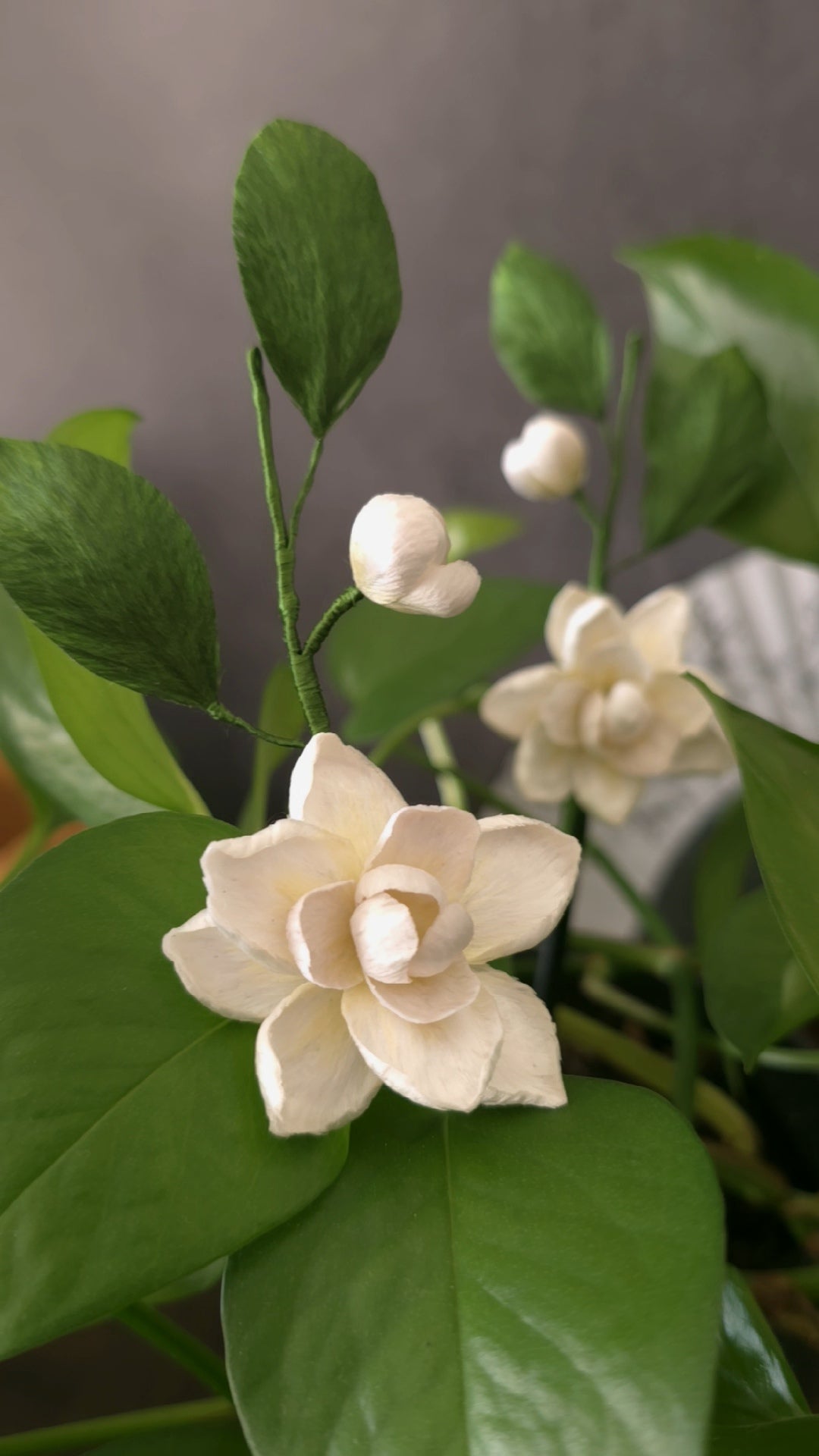 Jasmine absolute